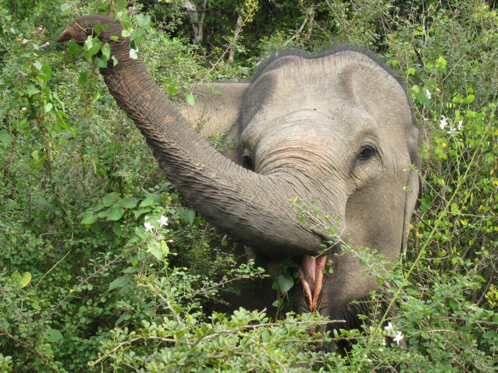 sri-lanka-udawalawe-elefant